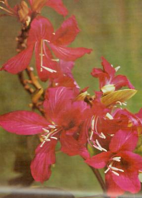 bauhinia blakeana